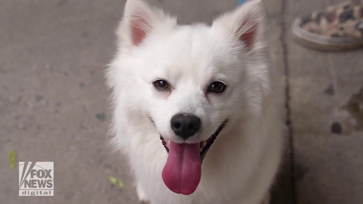 This lucky dog in New York City has now found a loving home