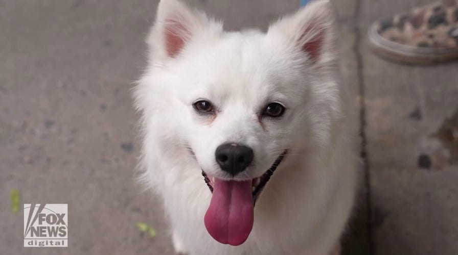 This lucky dog in New York City has now found a loving home