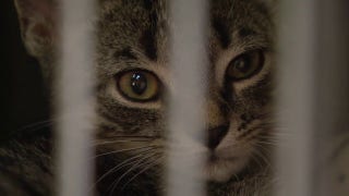 Nearly 100 Michigan cats and kittens in need home after being rescued from elderly mans home - Fox News