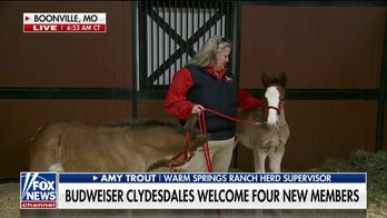 Four new members join the Budweiser Clydesdales ahead of the Super Bowl