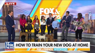 Dog trainer shares tips and tricks for raising puppies - Fox News