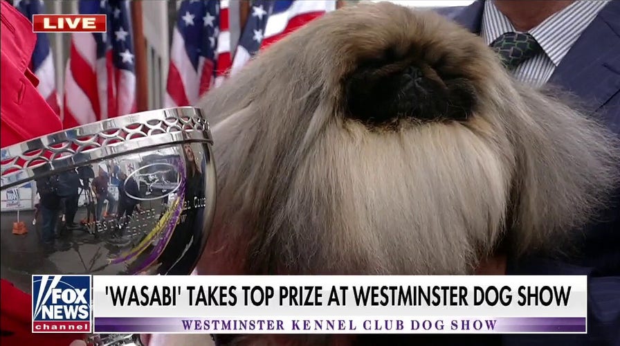 Westminster Kennel Club Dog Show winner joins Janice Dean at Fox Square