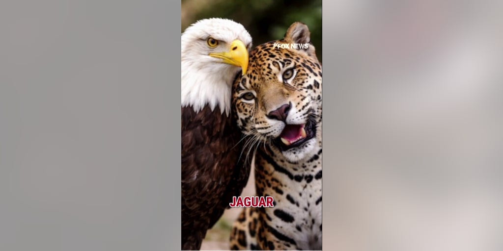 Colombia leader makes 'REMARKABLE TURNAROUND' after Trump call