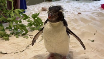 Zookeepers in Australia rehabilitate penguin found 'far from home'