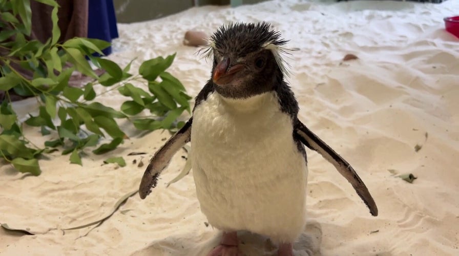 Zookeepers in Australia rehabilitate penguin found 'far from home'