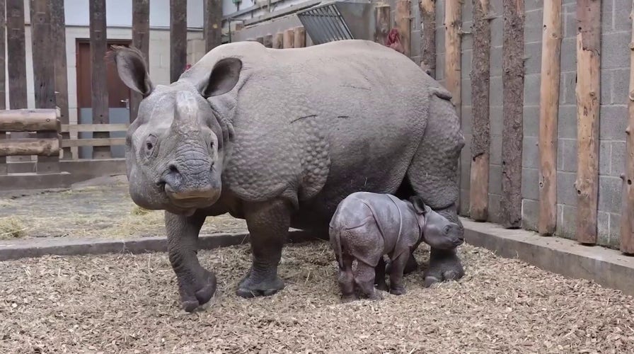 Adorable baby rhino mimicks mom after being born at safari park