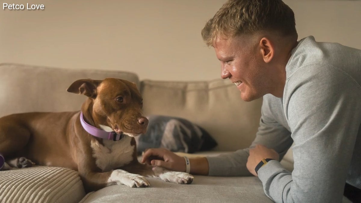 glp 1 dogs World's first GLP-1 weight-loss treatment developed for overweight cats