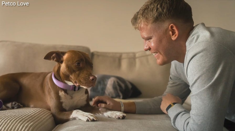 AI technology helps reunite lost dogs with their owners