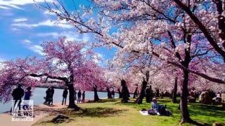 Cherry blossoms bloom in Washington, DC - Fox News