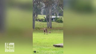 Wedding ceremony halted as kangaroo fight breaks out - Fox News