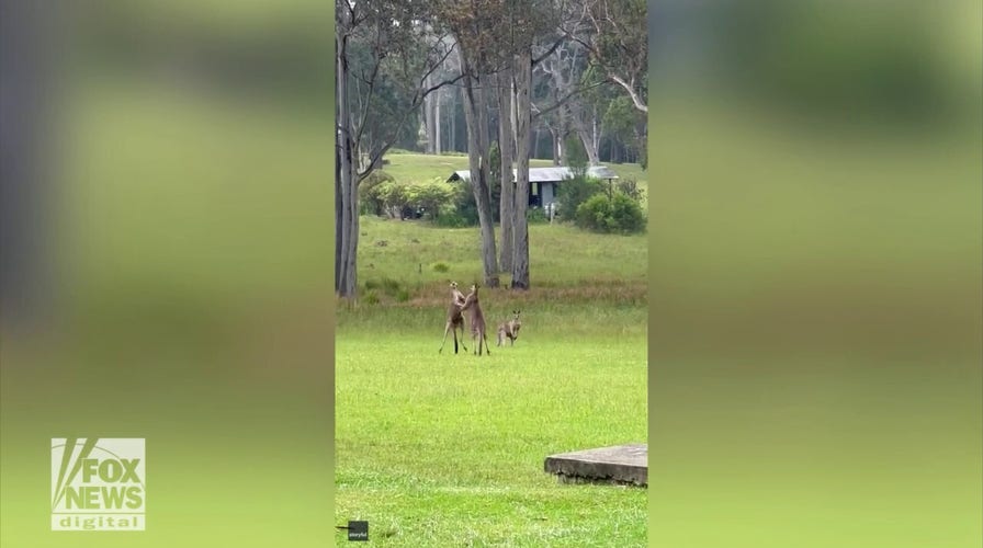 Wedding ceremony halted as kangaroo fight breaks out