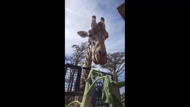 Hungry giraffe shows her favorite part of a sunflower snack