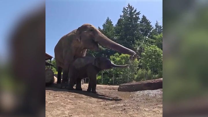Cooling off: Baby elephant drops and rolls in mud bath at zoo