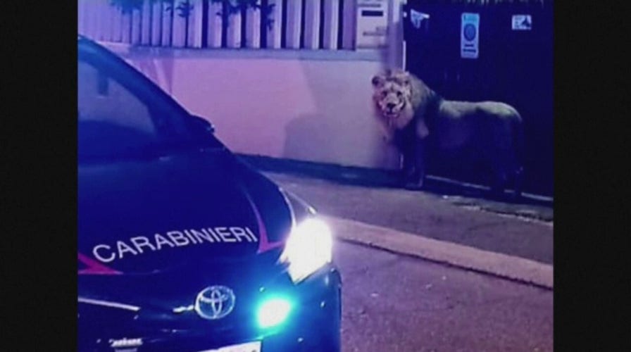 Circus lion escapes and roams street of busy Italian town for hours