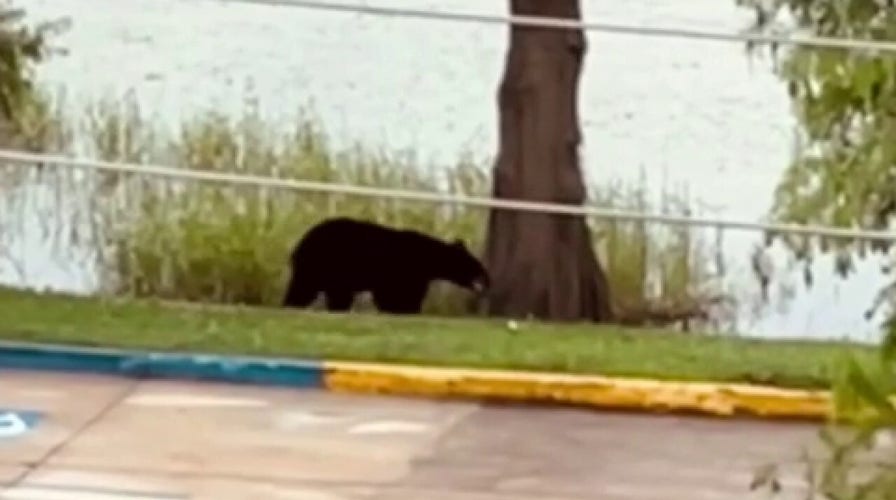 Orlando black bear spotted roaming around neighborhoods