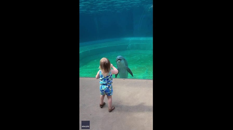 Little girl surprised by dolphin that stops to 'talk'