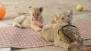Coronavirus pandemic: The closing of the San Diego Zoo shouldn’t stop you from visiting
