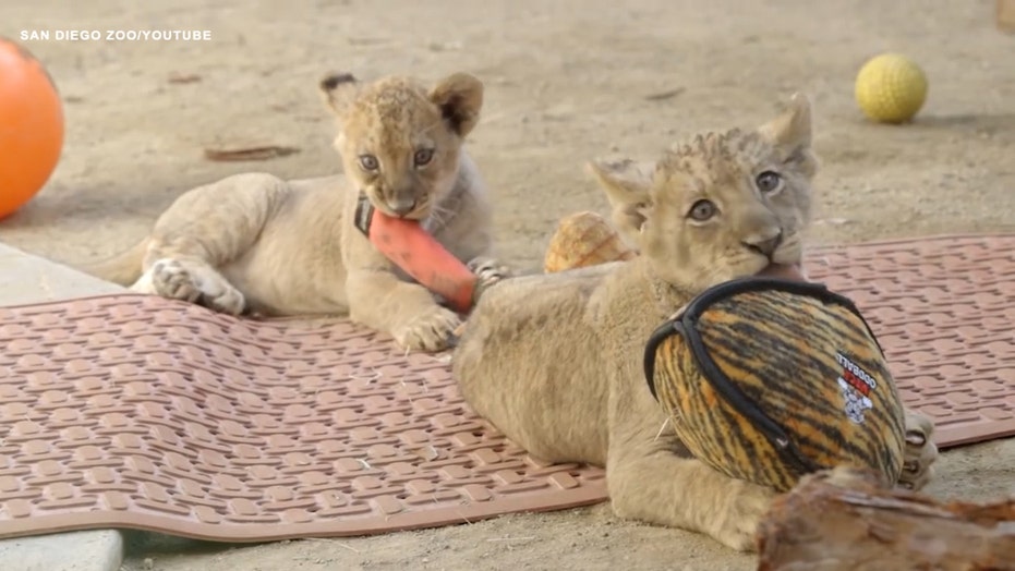 San Diego Zoo How To Visit From Home Virtually During Covid 19