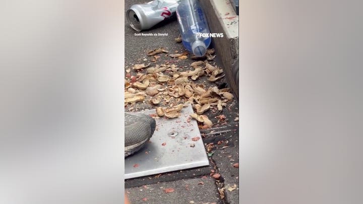 Sneaky raccoon steals peanuts, hot dogs from baseball stadium stands