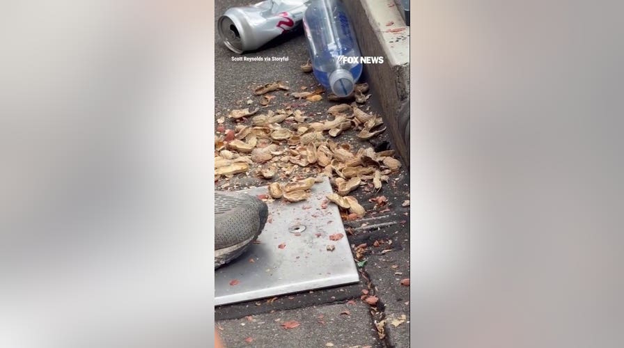 Sneaky raccoon steals peanuts, hot dogs from baseball stadium stands