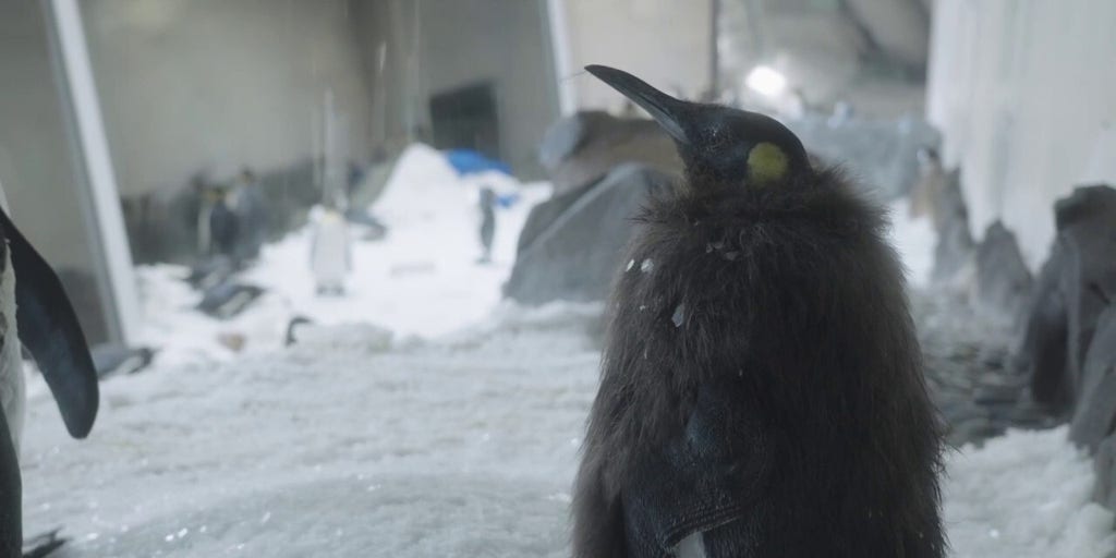 Social media sensation Pesto the penguin debuts brand-new look