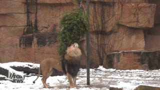 Leftover Christmas trees are turned into treats for animals at local Chicago zoo - Fox News