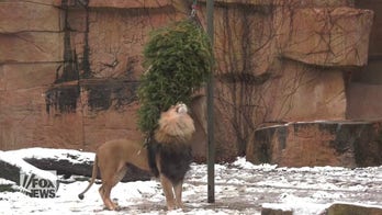 Leftover Christmas trees are turned into treats for animals at local Chicago zoo