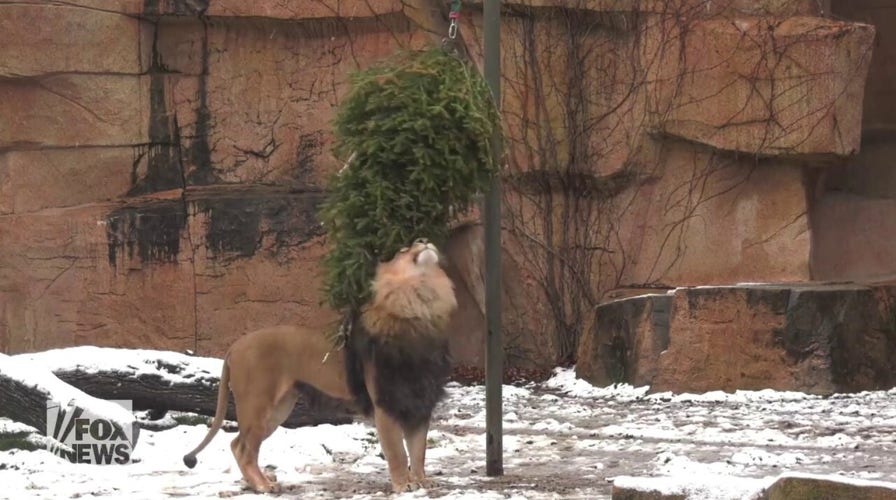 Leftover Christmas trees are turned into treats for animals at local Chicago zoo