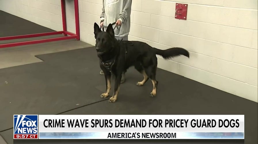 Fox news best sale spike service dog