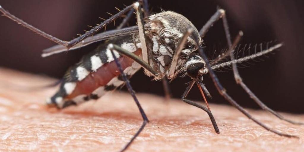 Can mosquitoes carry COVID19 and infect another person? Fox News Video
