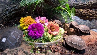 Oklahoma City Zoo welcomes five giant tortoise hatchlings - Fox News