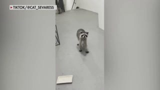 Pack of Raccoons hijack Florida woman's DoorDash order - Fox News