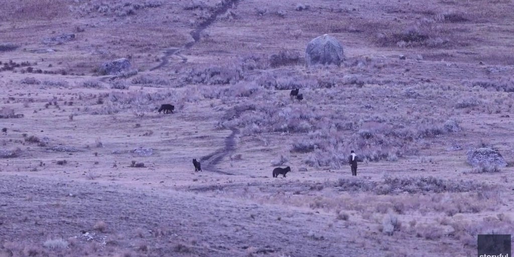 Man caught on video allegedly provoking Yellowstone wolves