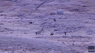 Man caught on video provoking Yellowstone wolves: rangers