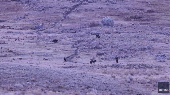 Man caught on video provoking Yellowstone wolves: rangers