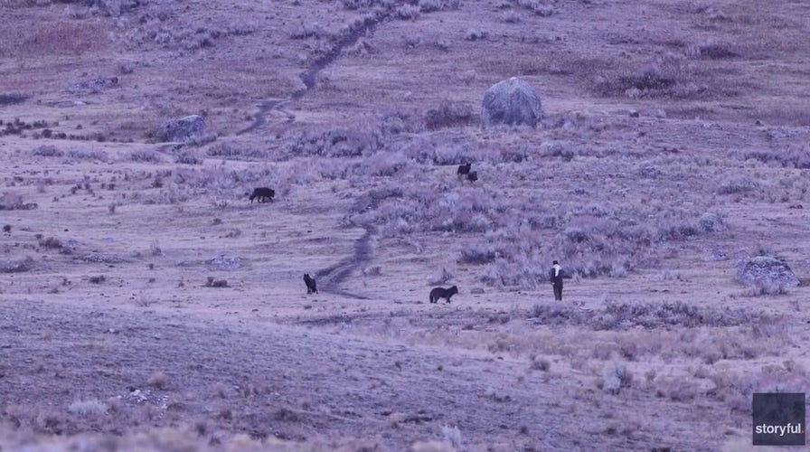 Man caught connected  video allegedly provoking Yellowstone wolves