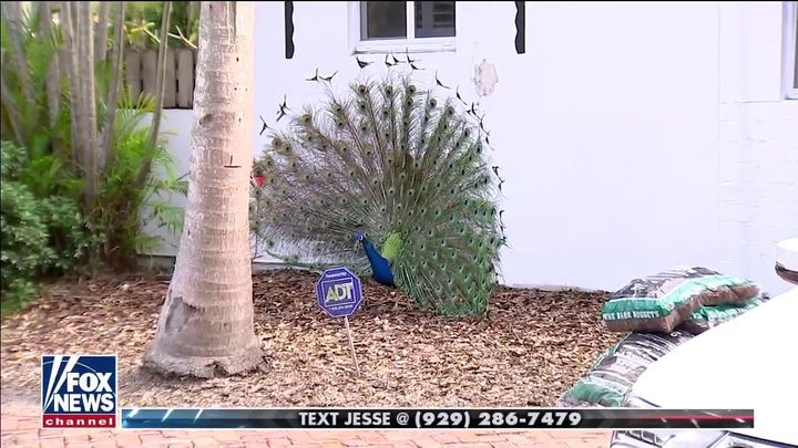 Miami residents talk about peacocks being aggressive 