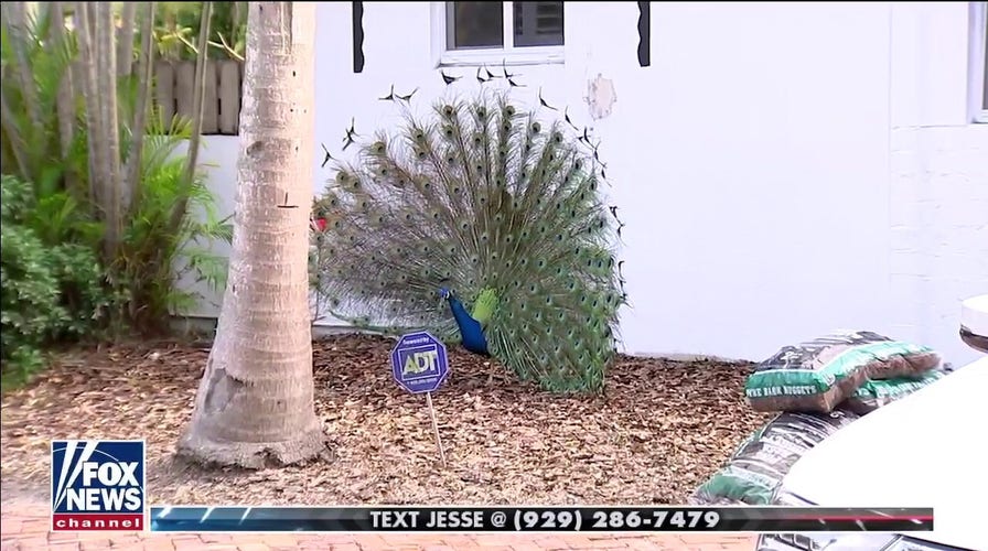Martha Stewart says coyotes killed 6 of her pet peacocks