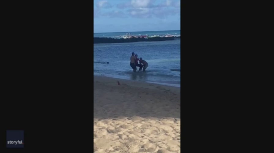 Hawaii Monk seal attacks swimmer who came to close to pup 