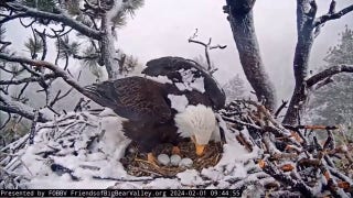 California bald eagles welcome third egg to their nest in rare footage - Fox News