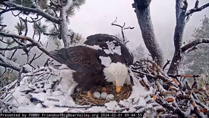 California bald eagles welcome third egg to their nest in rare footage
