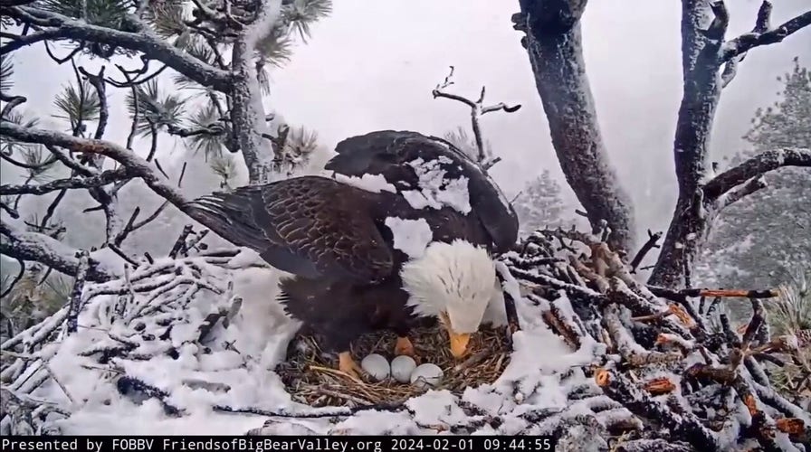 California bald eagles welcome third egg to their nest in rare footage
