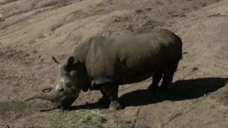 Endangered white rhino dies at San Diego Zoo - Fox News