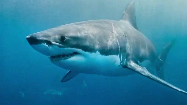 Shark sightings prompt beach closures in NY