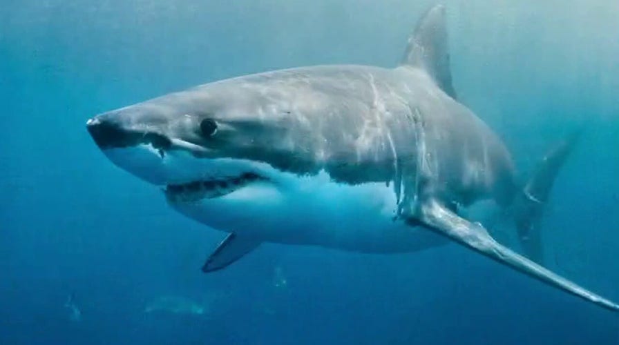 Shark sightings prompt beach closures in NY