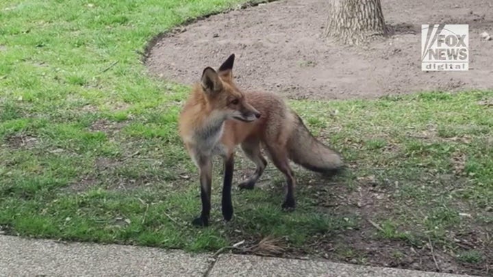 A Eulogy for the Capitol Fox
