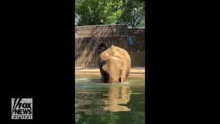Zoo elephant has pool day with snacks and swimming - Fox News