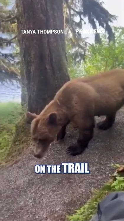 Hikers recount SCARY grizzly encounter on Alaska trail