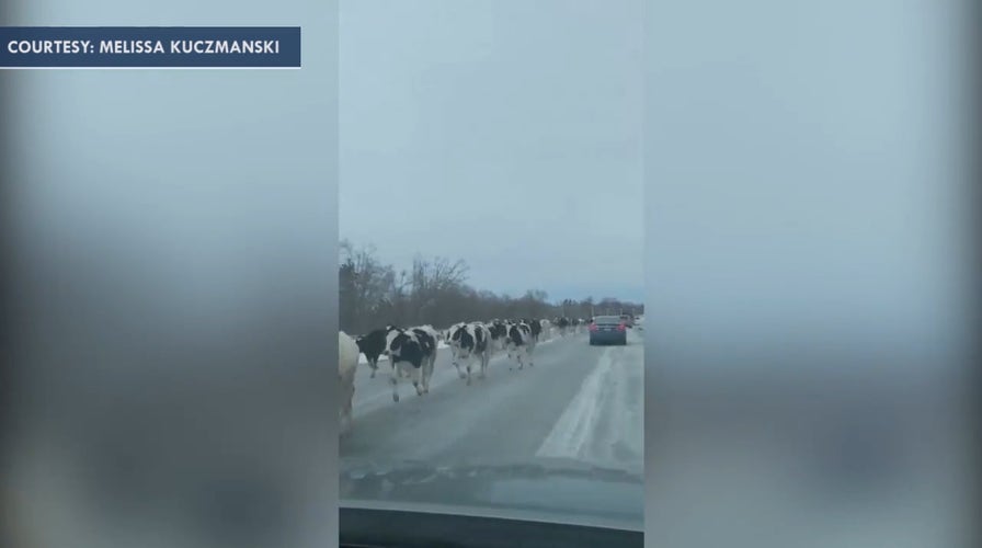 Escaped cow herd runs loose on Indiana highway