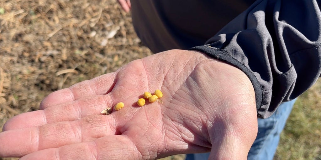 Soybean farmers brace for losses as China halts U.S. imports